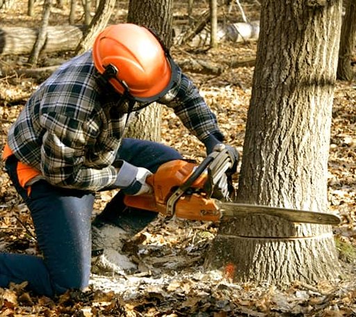 Tree Removal in Lyndhurst, VA